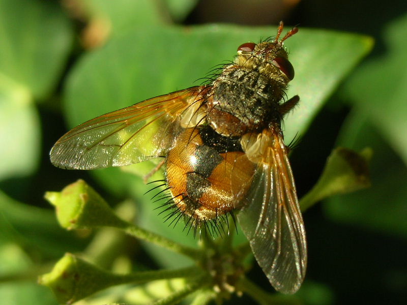 Tachina sp.